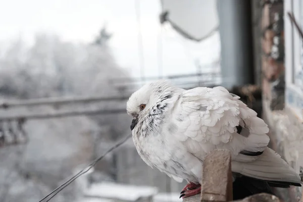 White Pigeon Snow Covered Windowsill Frosty Day Bird Freezes Cold — Stock Photo, Image