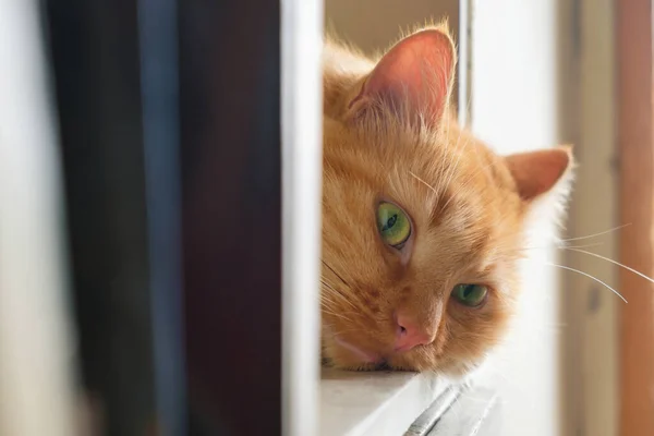 stock image Face of a ginger cat is relaxing on the shelf, selective focus