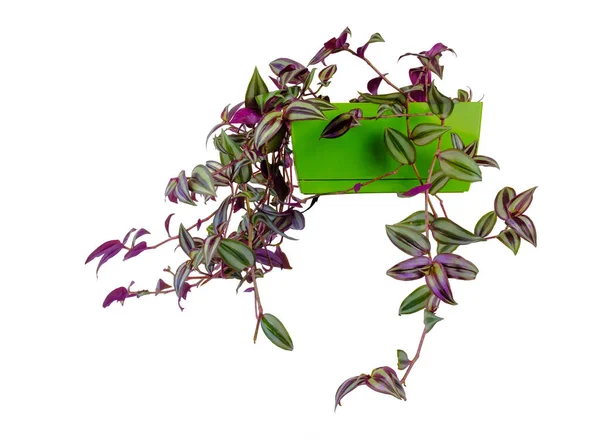 Tradescantia Zebrina Inchplant Che Cresce Vaso Verde Isolato Sfondo Bianco — Foto Stock