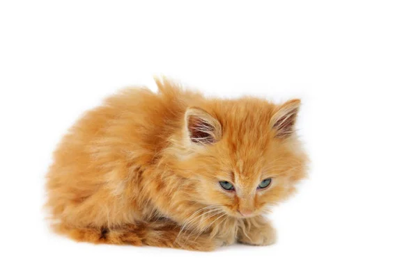 Sevimli Üzgün Kırmızı Kedi Yavrusu Yukarı Bakıyor Beyaz Arka Plan — Stok fotoğraf