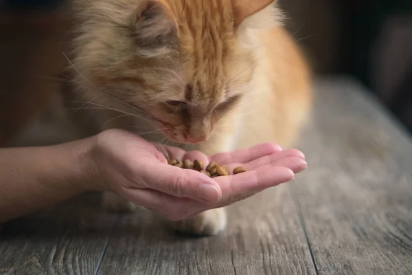 Woman\'s hand is feeding ginger cat on the wooden table, selective focus