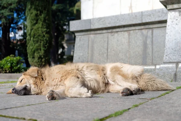 Sokakta güneş ışığıyla aydınlatılmış, seçici odaklı evsiz bir köpek yatıyor.