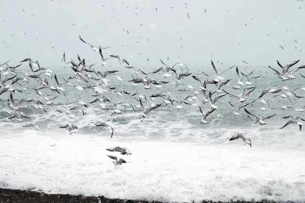 Turma Pescăruși Zburători Zburând Deasupra Mării Ziua Iarnă Ningând — Fotografie, imagine de stoc