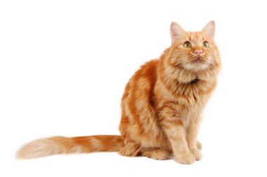 Kızıl kedi ayakta dikiliyor ve yukarı bakıyor, beyaz arka planda izole edilmiş.