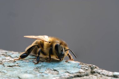 Detailed closeup of a yellow golden bee clipart