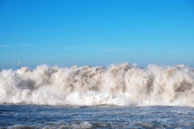 Beyaz köpüklü dalganın üzerinde yalnız bir martı, mavi gökyüzü arka planı 