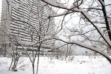 Kış parkında karlı ağaçlar modern bina arka planına sahip