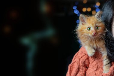 Küçük bir kızın üzerinde oturan sevimli kırmızı kedi yavrusu. seçici odak koyu arkaplanı