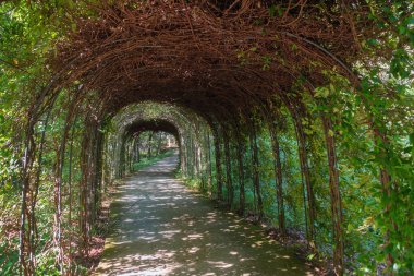 Bahçedeki bitkilerden yapılmış bir tünel, yeşil yapraklar.
