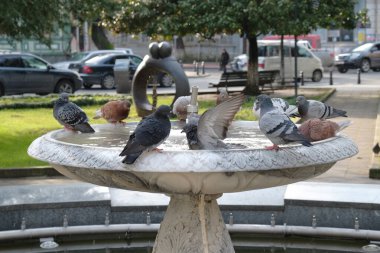 Su çeşmesinde banyo yapan güvercinler. Seçici odak