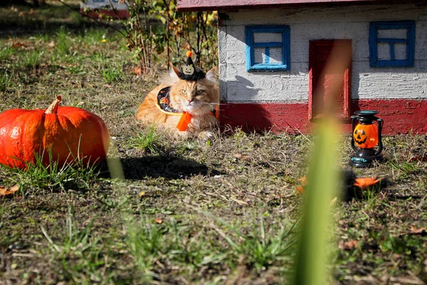 Cadılar Bayramı kostümü giymiş bir kedi evin yakınındaki bir açıklıkta oturuyor.