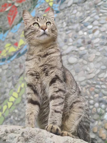 Bir tekir kedi dikkatlice ileriye bakar..