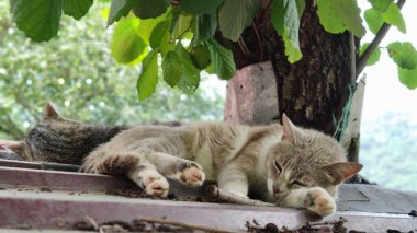 İki sevimli kedi çatıda uyuyakaldı..