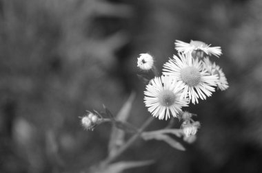 Bir papatyanın siyah beyaz fotoğrafı..