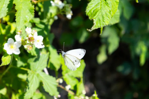 Белая Голубая Бабочка Возле Белых Цветов — стоковое фото