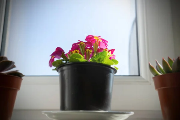 Accueil Domestique Pot Fleurs Sur Rebord Fenêtre Jour Ensoleillé — Photo