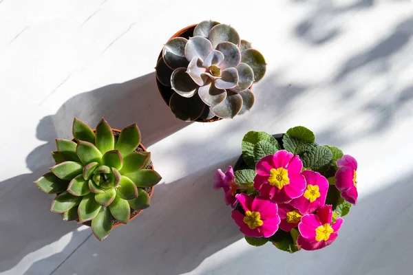 Accueil Domestique Pot Fleurs Sur Rebord Fenêtre Jour Ensoleillé — Photo