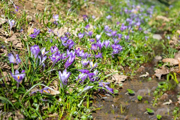 Wczesna Wiosna Kwiaty Krokusy Karpatach Góry Ukraina — Zdjęcie stockowe