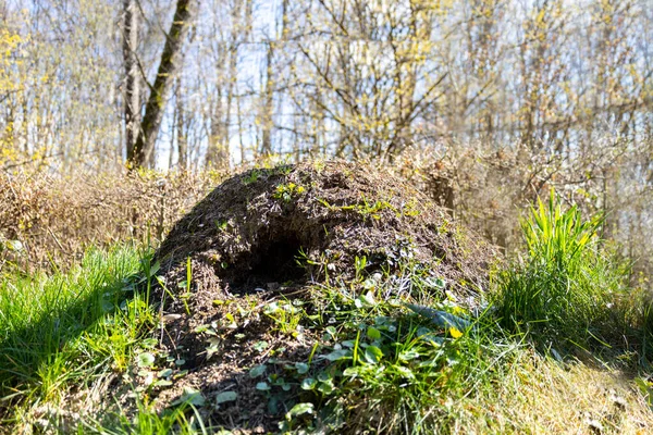 Riesiger Ameisenhaufen Karpatenwald Bei Sonnigem Tag — Stockfoto