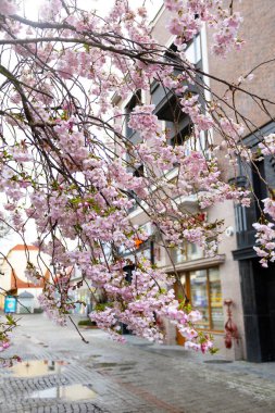 Kentsel şehirde çiçek açan pembe sakura ağacı.