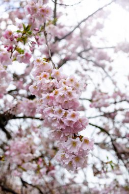 Güneşli bir günde açan yumuşak pembe sakura ağacı.