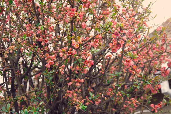 Chaenomeles Japonica Achtergrond Bloeiende Lente Bloemen Bush — Stockfoto