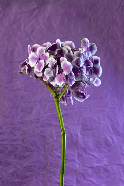 Violet blossom flower hydrangea, copy space
