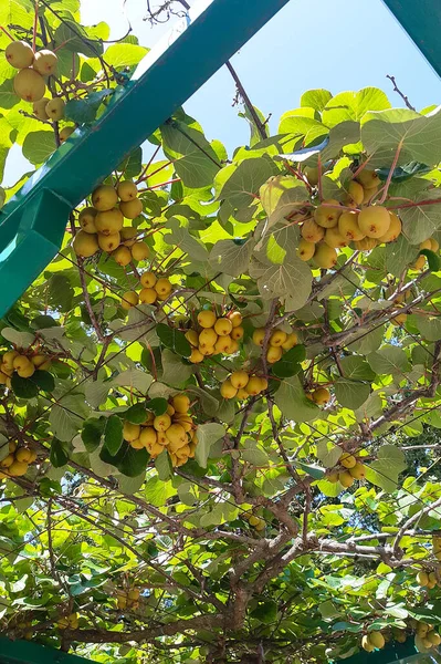 Büyük Kivi Ağacında Tatlı Kivi Meyvesi — Stok fotoğraf