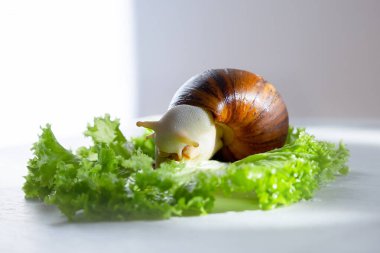 Arhahatina marginalata suturalis salata yer..
