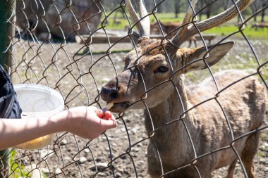 Geyik çiftliğinde, hayvanat bahçesinde, çocuktan haber bekleyin..