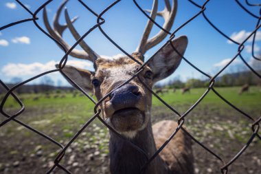 Geyik çiftliğinde, hayvanat bahçesinde, çocuktan haber bekleyin..