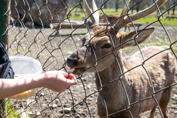 Geyik çiftliğinde, hayvanat bahçesinde, çocuktan haber bekleyin..