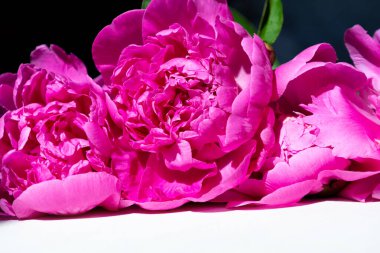 Beyaz masada yatan bir buket oeoniler, kutlama konsepti, metin için kopyalama spazmı