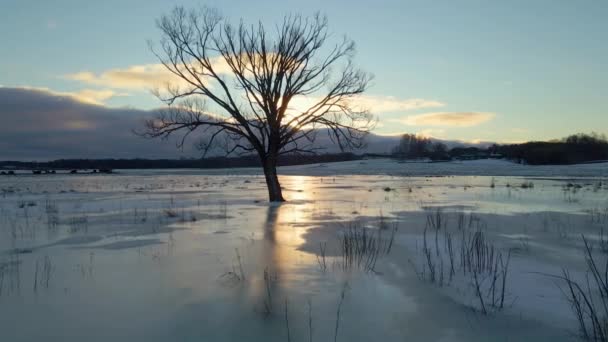 Samotne Drzewo Zachodzie Słońca Środku Zamarzniętego Pola Widziane Drona — Wideo stockowe