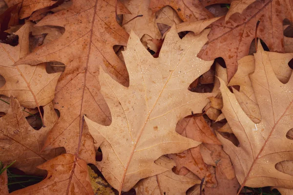 Lehullott Levelek Esőcseppekkel Arany Ősz Parkban Novemberi Táj Őszi Táj — Stock Fotó