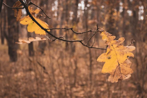 Arany Ősz Parkban Novemberi Táj Őszi Táj Őszi Fák Erdőben — Stock Fotó