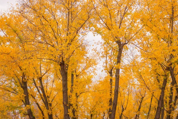 Golden Autumn Park November Landscape Autumn Scenery Autumn Trees Forest — Stock Photo, Image