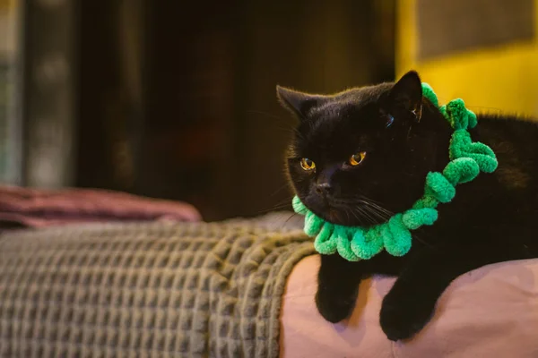 Czarny Kot Zielonym Kołnierzu Patrzący Kamerę Przygnębiony Kot Nieszczęśliwe Zwierzę — Zdjęcie stockowe