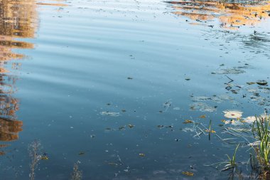 Suda yansıma. Sonbahar gölü yüzeyi ve nilüfer çiçeği. Su yüzeyinde daireler. Göl manzarası. Sahne doğası, yakın çekim. Temiz göl suyu. Doğada güzellik. 
