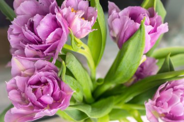 Bir buket pembe lale. İlkbahar konsepti. Bahar parlak çiçekleri. Çiçekli romantik hediye. Bahar doğası. Mor çiçekler kapanıyor. Doğada güzellik. Çiçek açan laleler.  