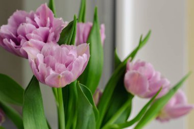 Bir buket pembe lale. İlkbahar konsepti. Bahar parlak çiçekleri. Çiçekli romantik hediye. Bahar doğası. Mor çiçekler kapanıyor. Doğada güzellik. Çiçek açan laleler.  