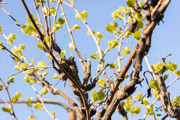 Traubenzweig Mit Jungen Blättern Auf Blauem Himmel Hintergrund Frühlingsgarten Schönheit — Stockfoto