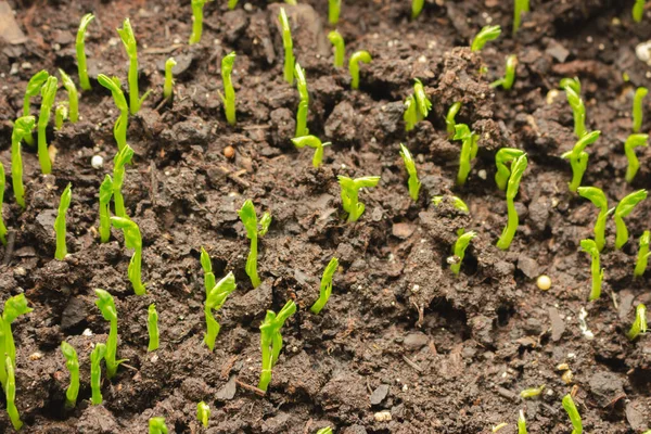 Sprouts in soil. Growing plants. New life concept. Home growing concept. Young green plants. Spring cultivation. Farmland close up. Cultivated vegetables. Green sprouts closeup.