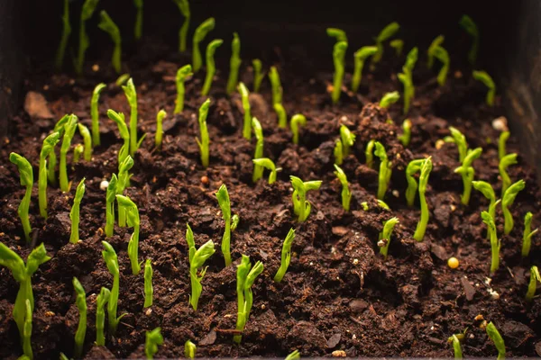 Brotos Solo Plantas Crescimento Novo Conceito Vida Conceito Casa Crescente — Fotografia de Stock