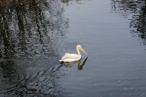White Pelican Water Lonely Pelican Pond Zoo Animals Wild Animals — Stock Photo, Image