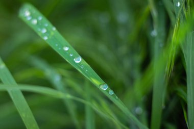 Çiy damlalı parlak çimenler. Yeşil çimenler ve yağmur damlaları. Yaz doğası. Bahar zamanı geçmişi. Taze yeşillik. Saflık kavramı. Çevre geçmişi. Çimenli ve damlacıklı çimenler, yaklaşın. Doğada güzellik.