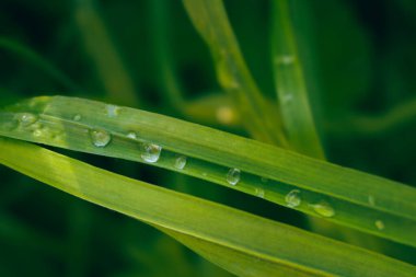 Çiy damlalı parlak çimenler. Yeşil çimenler ve yağmur damlaları. Yaz doğası. Bahar zamanı geçmişi. Taze yeşillik. Saflık kavramı. Çevre geçmişi. Çimenli ve damlacıklı çimenler, yaklaşın. Doğada güzellik.