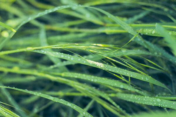 Bright grass with dew drops. Green grass with raindrops. Summer nature. Springtime background. Fresh greenery. Purity concept. Environment background. Lawn with grass and droplets, close up. Beauty in nature.