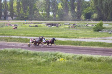 Kyiv, Ukrayna - 23 05 2023: yarış atı hareket halinde. Jokeyler ve atlar Kyiv 'de hipodromda. Yarış atı geçmişi. Sahada koşumlu aygırlar. Biniciler at eğitiyor. Dizginli koşan atlar. 