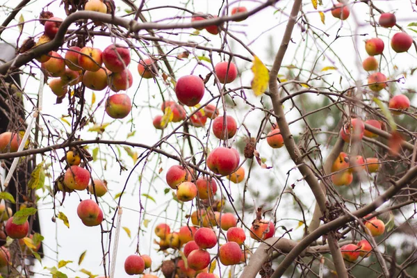 Vörös Alma Gyümölcsök Almafa Ágakon Őszi Kert Gyümölcsfákkal Őszi Gyümölcsös — Stock Fotó